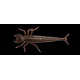 Leurres souple Fishup Diving Bug 5cm 