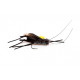 Terrestre Cricket02 H10